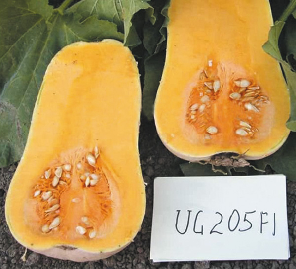Семена тыквы ЮГ 205 F1 - UG 205 F1 (United Seeds) в Казахстане